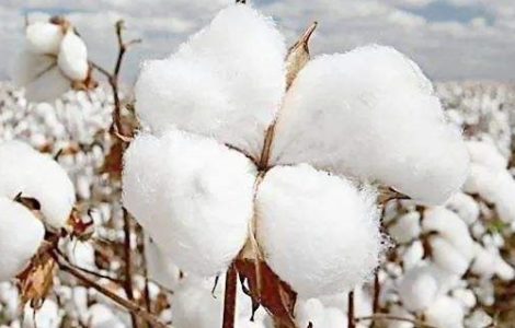 How to Manufacture Cotton Fabric with Raw Cotton